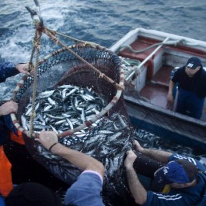 industria pesquera