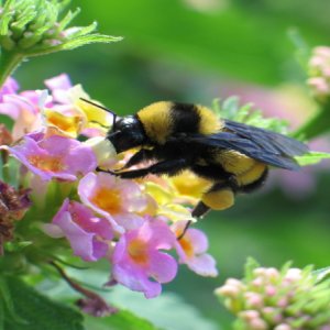 apicultura_internet_de_las_cosas