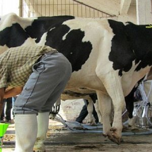 productores de leche