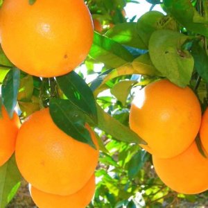 Los precios del jugo de naranja han alcanzado máximos históricos debido a la disminución de la produ