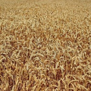 Futuros del trigo